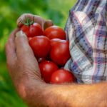 coltivazione-pomodori