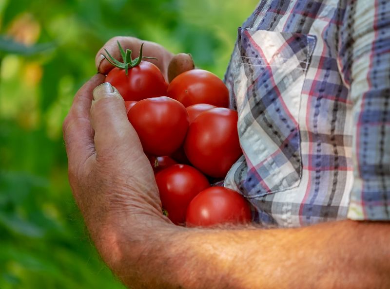 coltivazione-pomodori